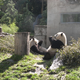 Illustration for article titled We need to stop blaming the Giant Panda for its own extinction